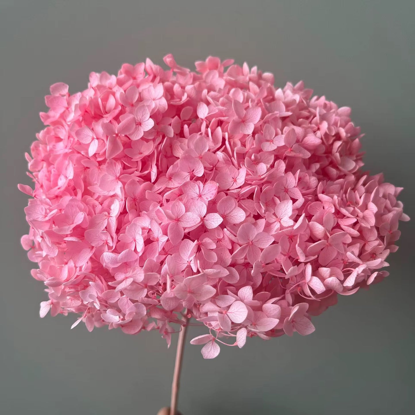 Blush Hydrangea Bloom