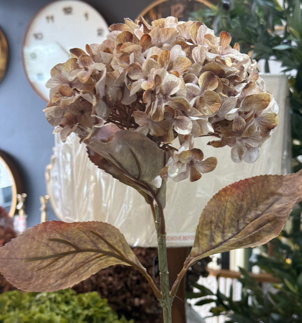 Autumn Hydrangea Stem