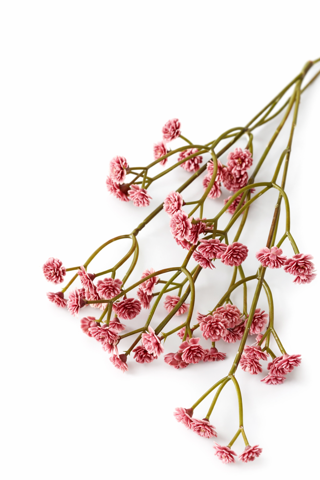 Blush Baby’s Breath Stem