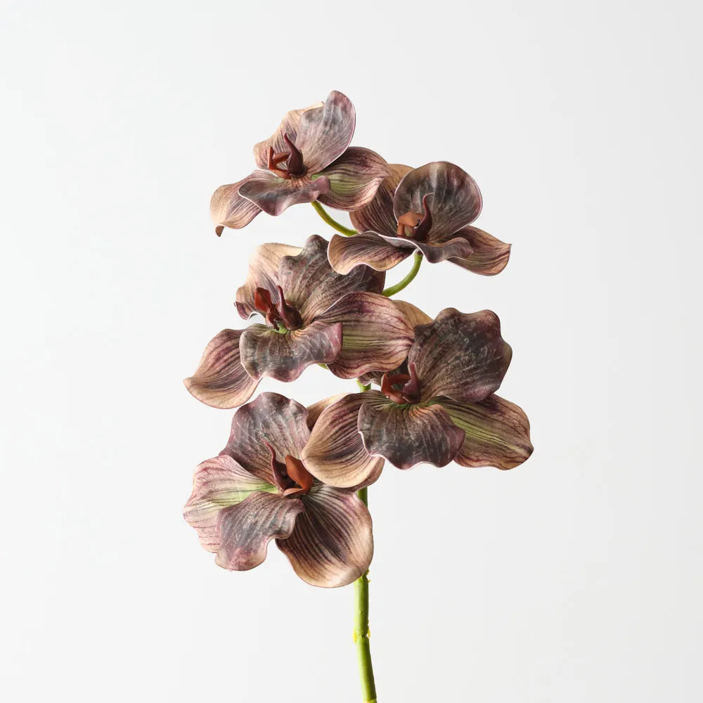Vanda Orchid Brown