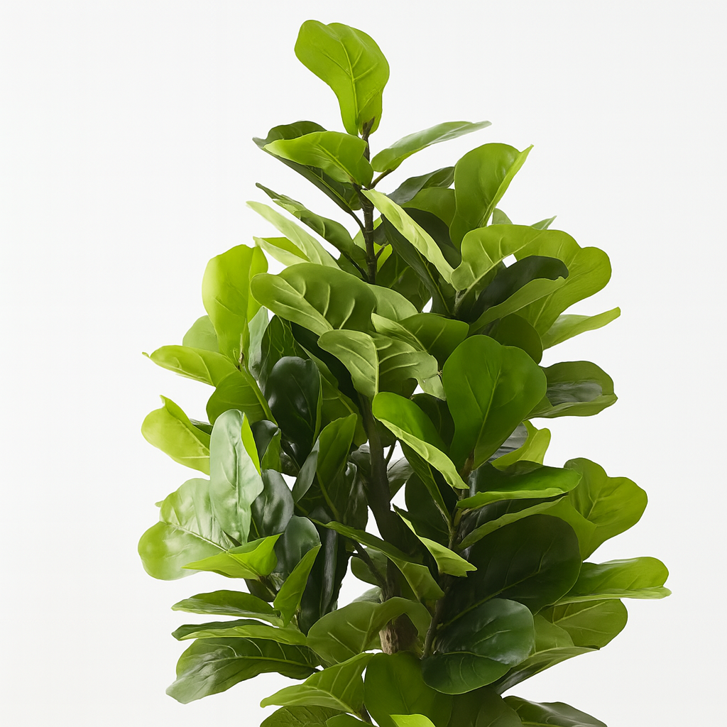Fiddle Leaf Tree