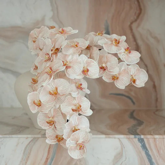 Orchid Phalaenopsis Infused
FRESH TOUCH