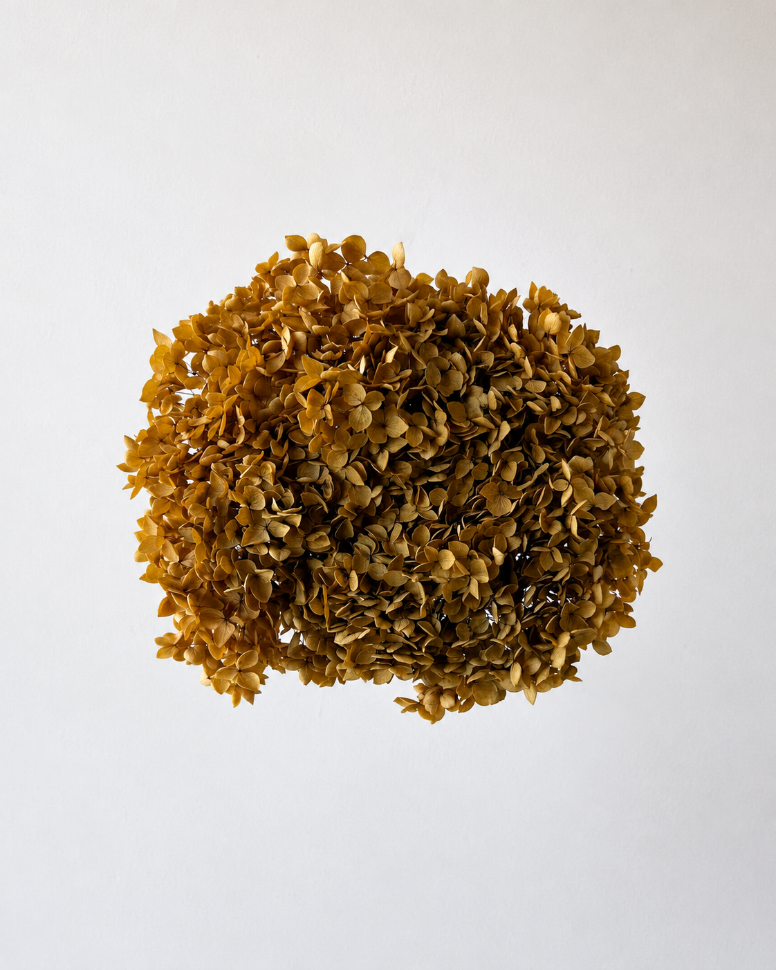 Preserved Hydrangea – Golden Mustard