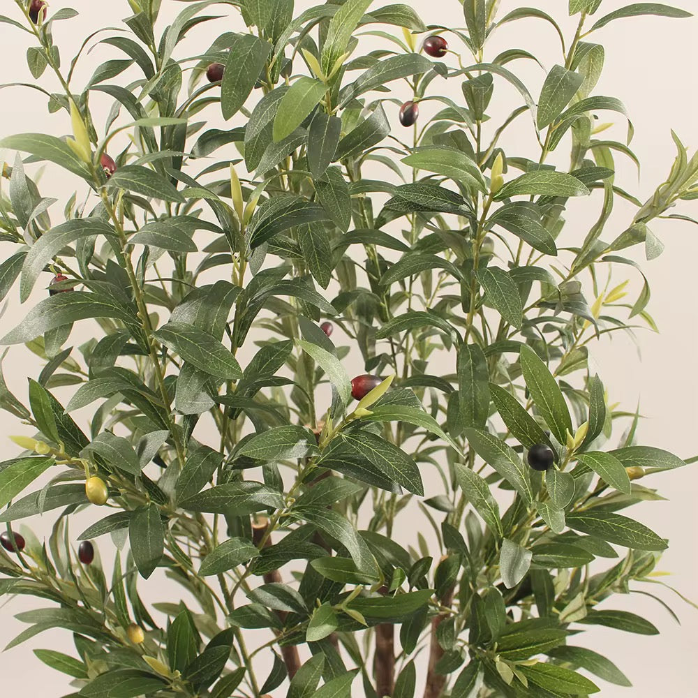 Mediterranean Olive Tree
