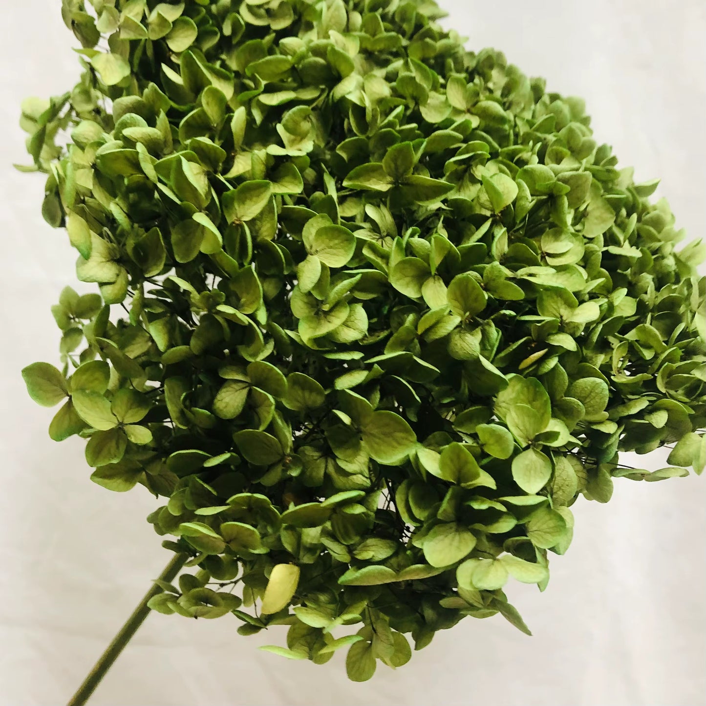 Emerald Garden Hydrangea Stem