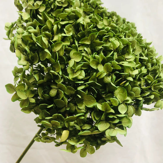 Emerald Garden Hydrangea Stem