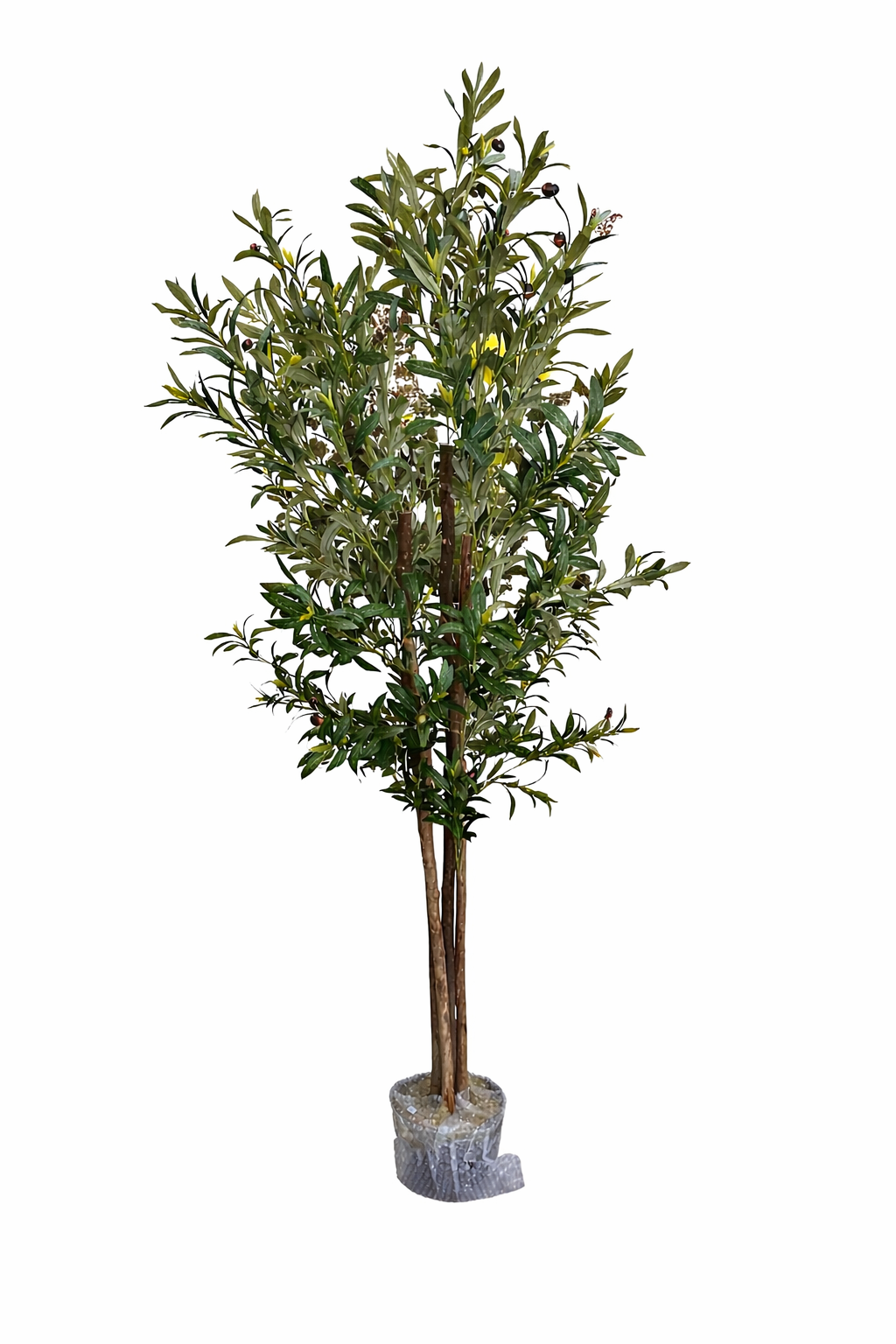 Mediterranean Olive Tree