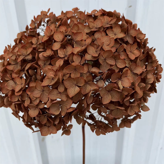 Autumn Hydrangea Stem 🍂