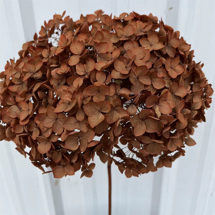 Autumn Hydrangea Stem 🍂