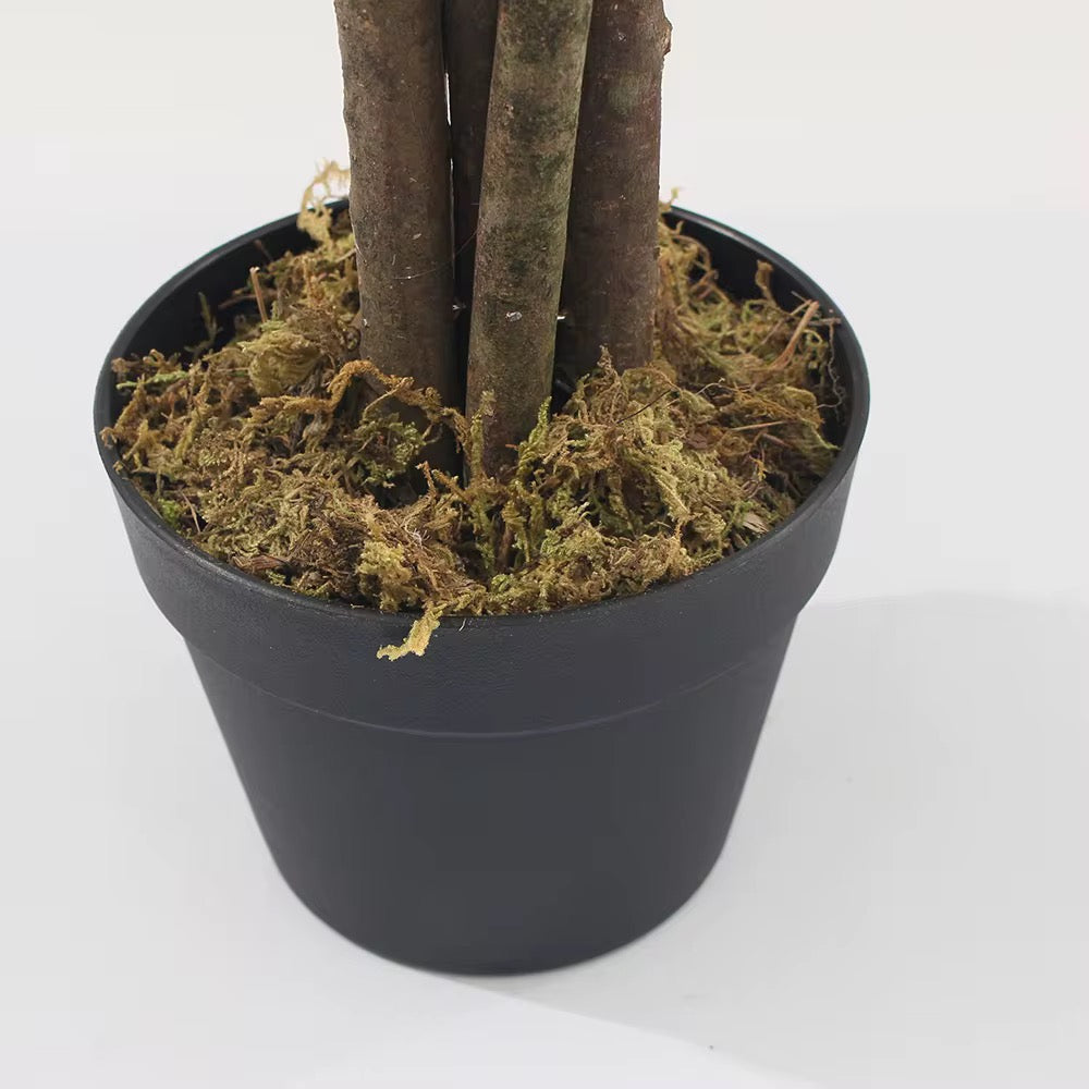 Mediterranean Olive Tree