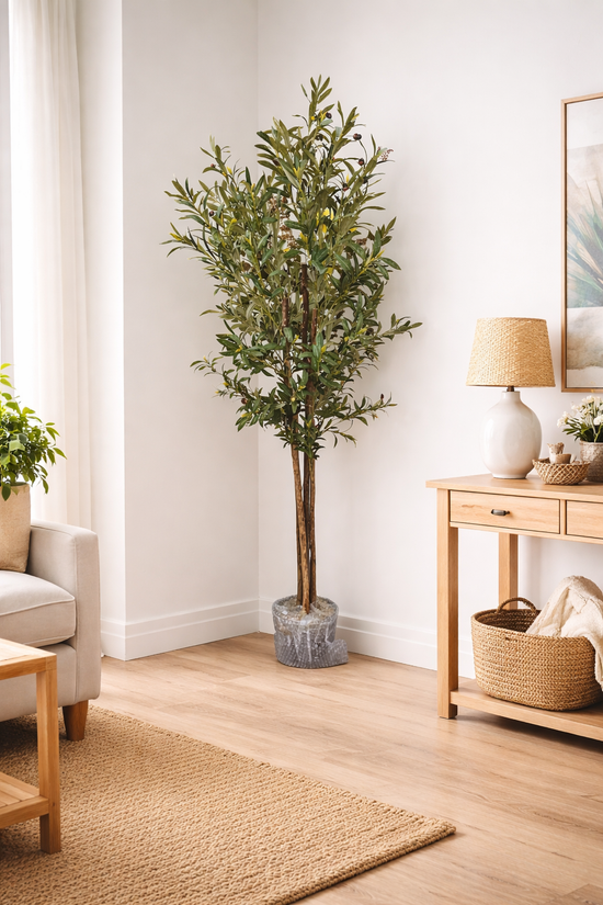 Mediterranean Olive Tree