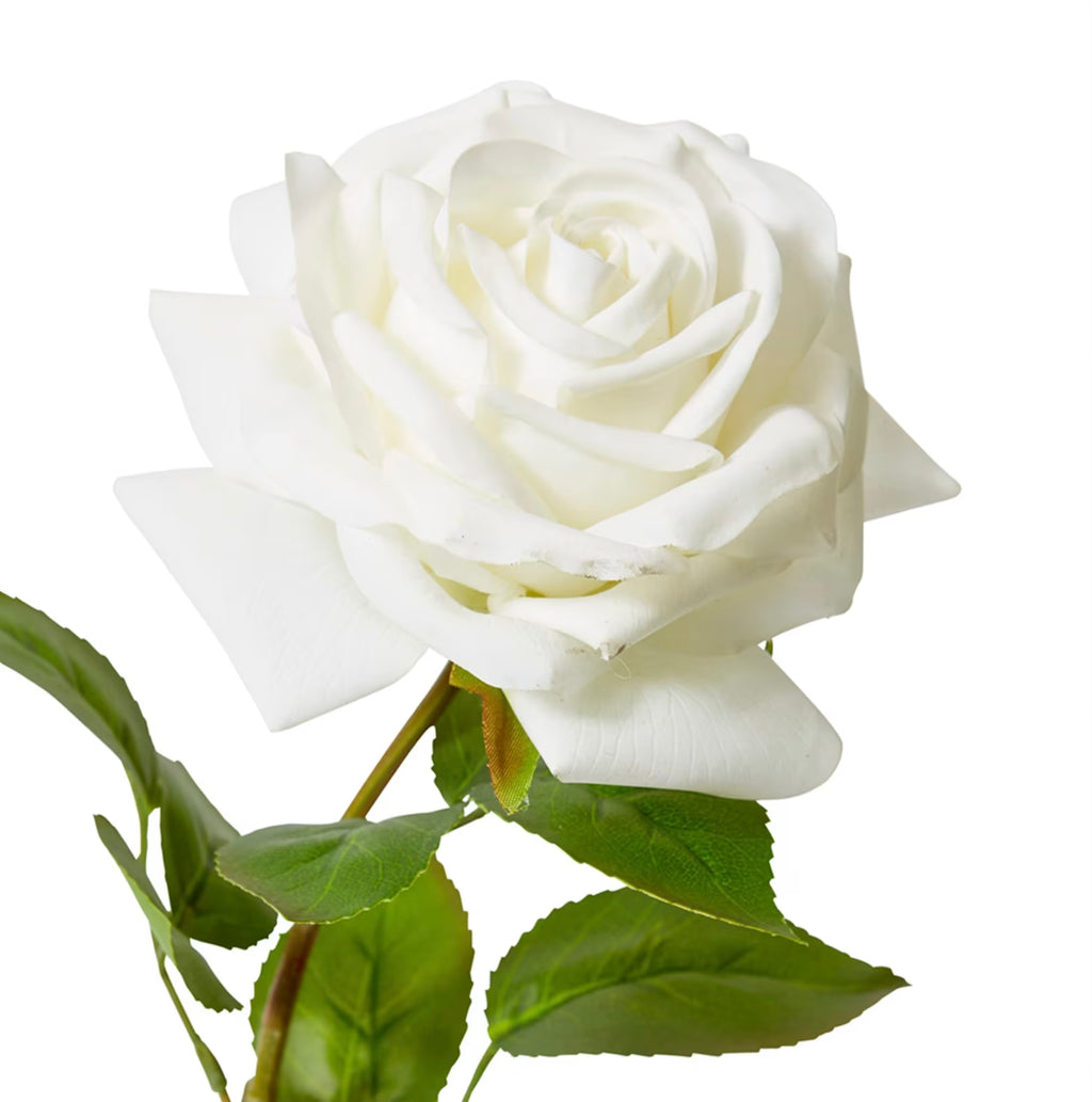 White Garden Rose