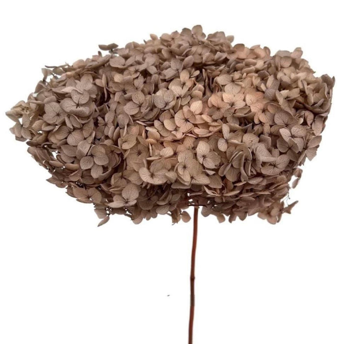 Natural Dried Hydrangea Stem – Warm Taupe