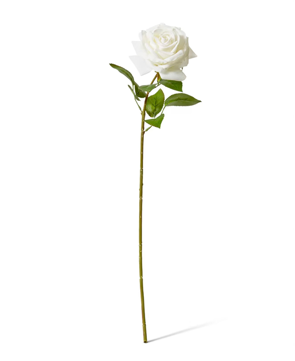 White Garden Rose