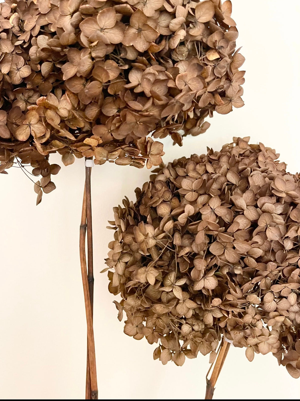 Preserved Hydrangea – Warm Brown