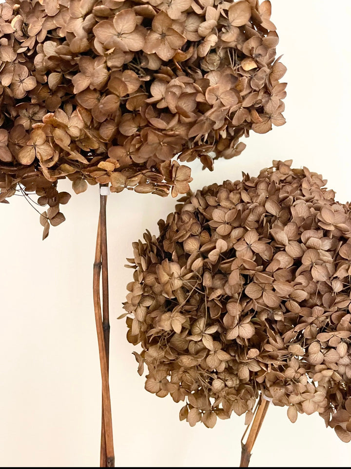 Preserved Hydrangea – Warm Brown
