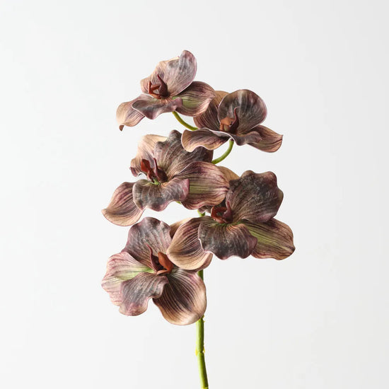 Vanda Orchid Brown