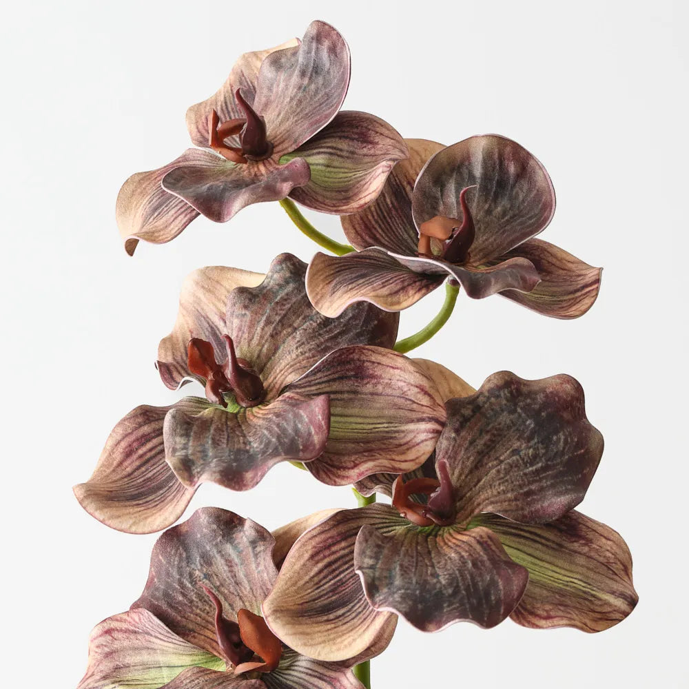 Vanda Orchid Brown