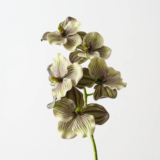 Vanda Orchid Green