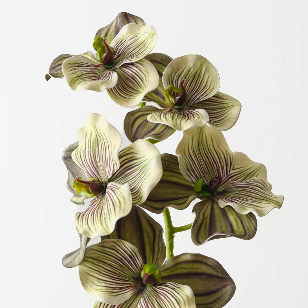 Vanda Orchid Green