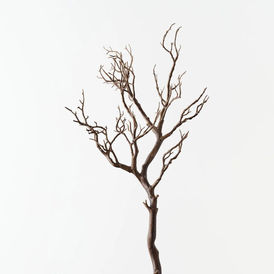 Coral Twig Branch
