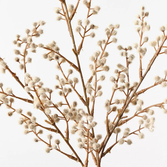 Wattle Spray Natural