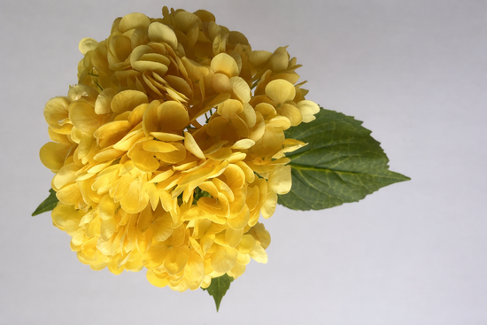 Golden Silk Hydrangea Stem