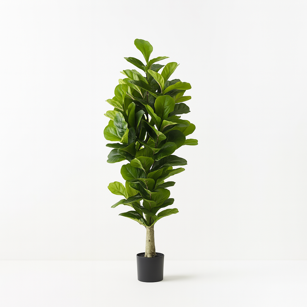 Fiddle Leaf Tree