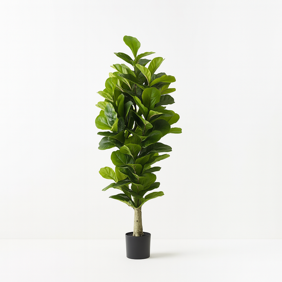 Fiddle Leaf Tree