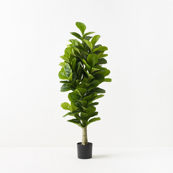 Fiddle Leaf Tree