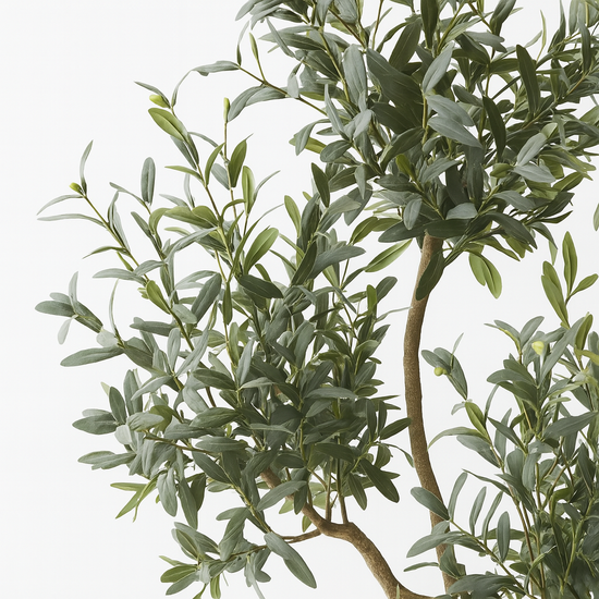 Olive Tree x5 (w/o fruit)