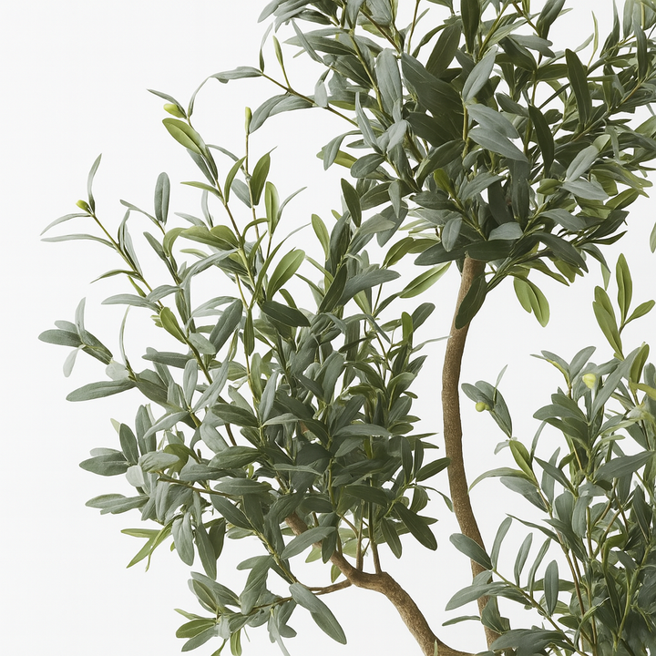Olive Tree x5 (w/o fruit)