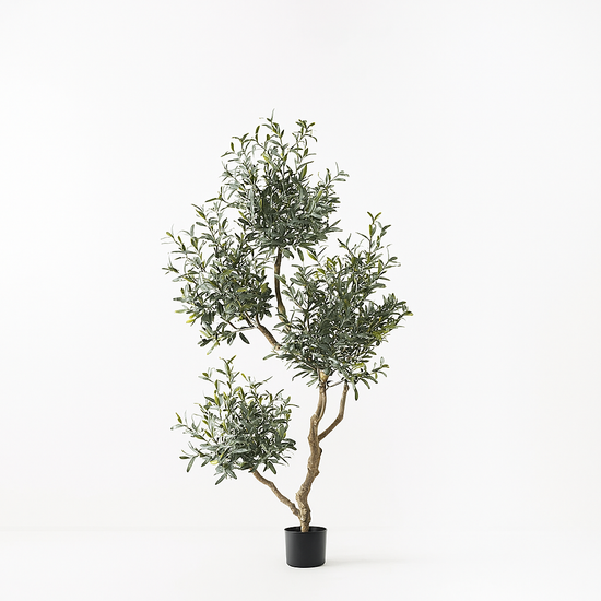 Olive Tree x5 (w/o fruit)