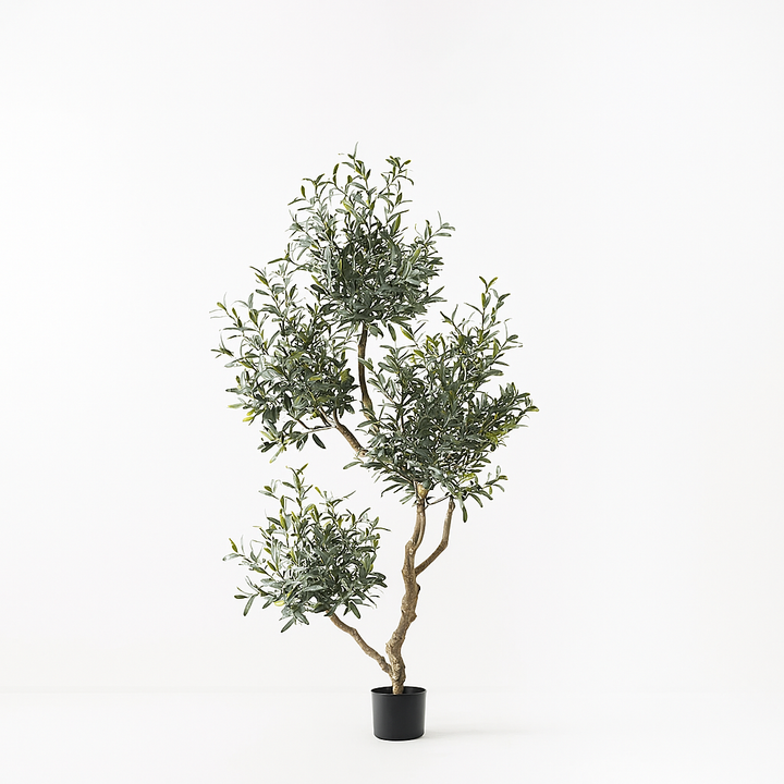Olive Tree x5 (w/o fruit)