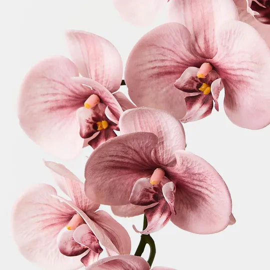 Orchid Phalaenopsis Spray