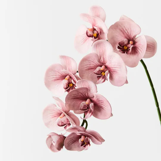 Orchid Phalaenopsis Spray