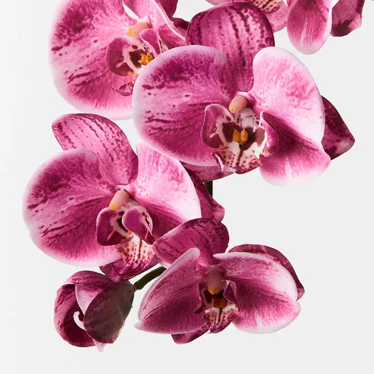 Orchid Phalaenopsis Spray