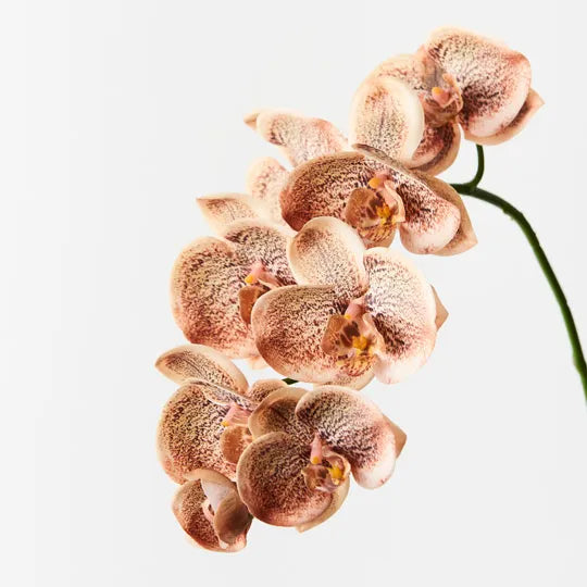 Orchid Phalaenopsis Spray