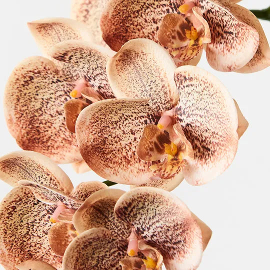 Orchid Phalaenopsis Spray