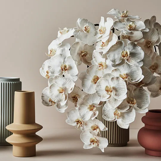 Orchid Phalaenopsis Infused 
FRESH TOUCH