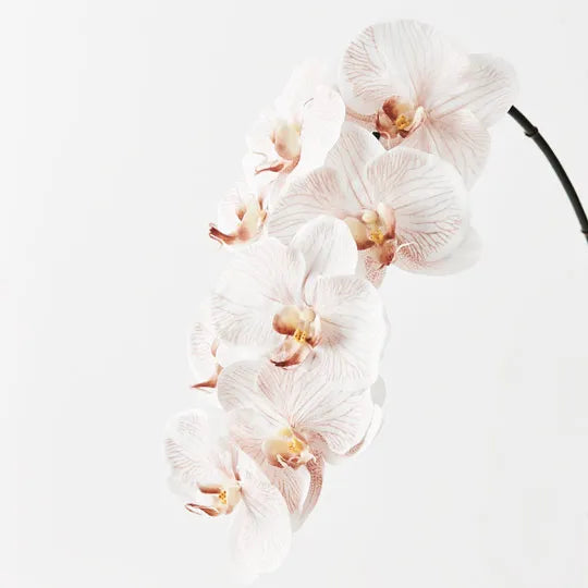 Orchid Phalaenopsis Infused 
FRESH TOUCH