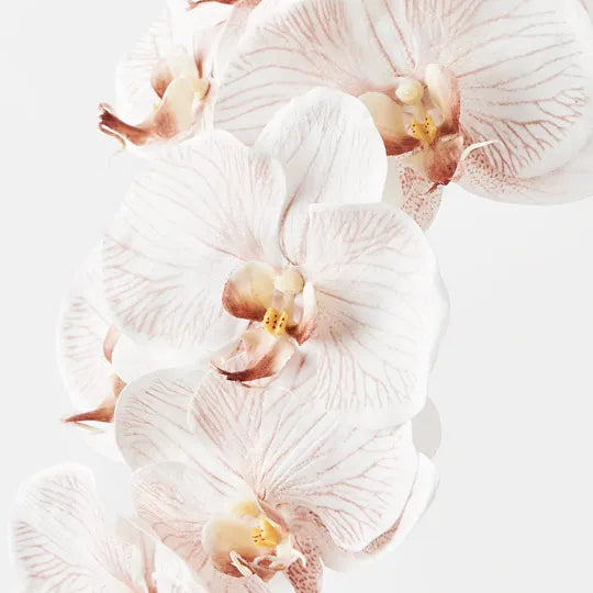 Orchid Phalaenopsis Infused 
FRESH TOUCH