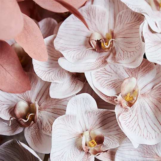 Orchid Phalaenopsis Infused 
FRESH TOUCH