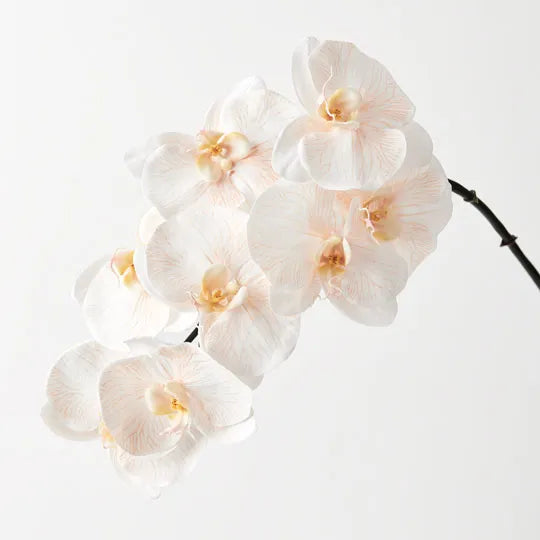 Orchid Phalaenopsis Infused