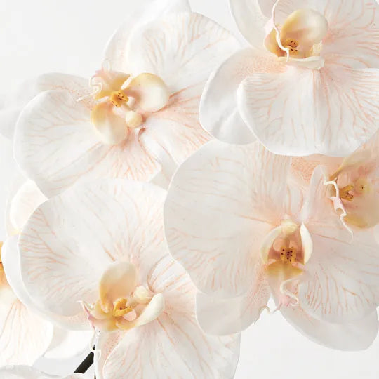 Orchid Phalaenopsis Infused