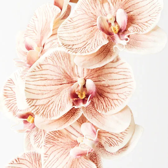 Orchid Phalaenopsis Infused