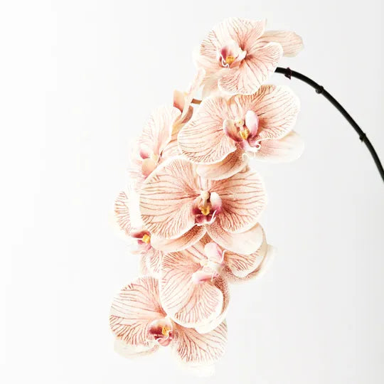 Orchid Phalaenopsis Infused