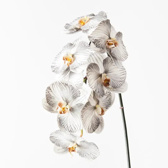 Orchid Phalaenopsis Infused x8