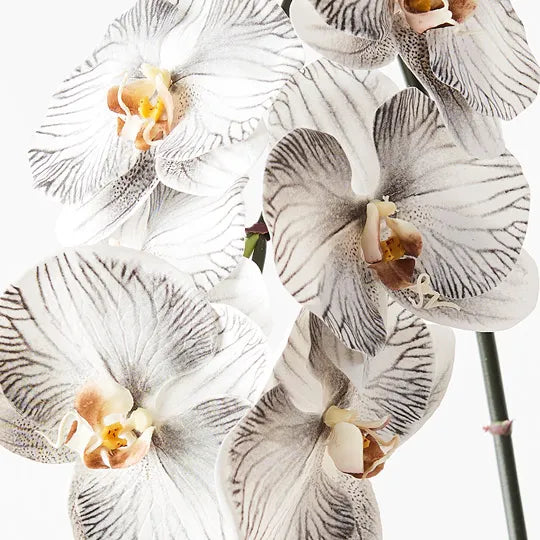 Orchid Phalaenopsis Infused x8