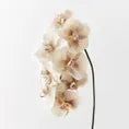 Orchid Phalaenopsis Infused x8
FRESH TOUCH